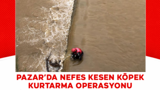 Rize'de dereden köpek kurtarma operasyonu