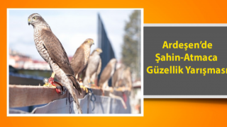 Rize'de Atmaca ve Şahin Güzellik Festivali Düzenlendi