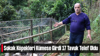 Rize'de Sokak Köpekleri Kümese Girdi, 17 Tavuğu Telef Etti