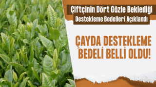 Yaş Çay Destekleme Bedeli Belli Oldu