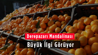 Derepazarı Mandalinası Büyük İlgi Görüyor