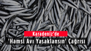 Karadeniz'de Hamsi Avı Yasaklansın Çağrısı