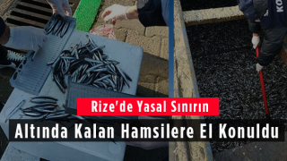 Rize'de Yasal Sınırının Altında Kalan Hamsilere El Konuldu