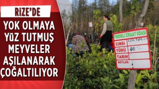 Rize'de Yok Olmaya Yüz Tutmuş Meyveler Aşılanarak Çoğaltılıyor