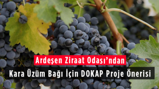 Ardeşen Ziraat Odası’ndan Kara Üzüm Bağı İçin DOKAP Proje Önerisi