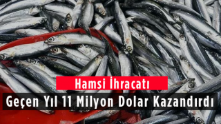 Hamsi İhracatı Geçen Yıl 11,1 Milyon Dolar Kazandırdı