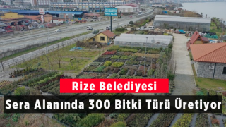 Rize Belediyesi Sera Alanında 300 Bitki Türü Üretiyor