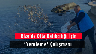 Rize'de Olta Balıkçılığı İçin 'Yemleme' Çalışması