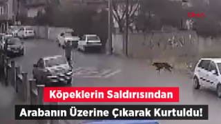 Köpeklerin saldırısından aracın üstüne çıkarak kurtuldu; o anlar kamerada