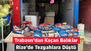 Trabzon’dan Kaçan Somonlar Rize’de Tezgaha Düştü
