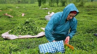 Yaş Çay Destekleme Ödemelerinde Son Durum