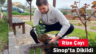 Rize Çayı Sinop’ta Dikildi