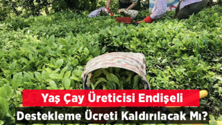 Yaş Çayda Destekleme Kaldırılacak mı?