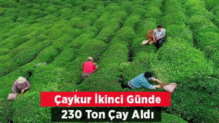 ÇAYKUR 2. Gün 230 Ton Yaş Çay Aldı