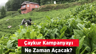 Çaykur kampanyayı ne zaman açacak?