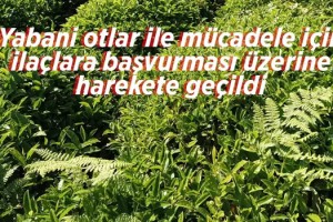 Çaylıklarda ilaçlama yapılması üzerine harekete geçildi