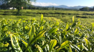 Lipton Doğu Karadeniz’de çay hasadına başladı