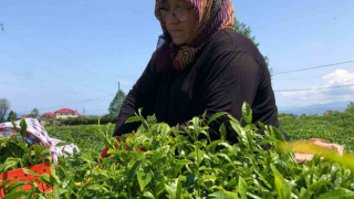 Rize’de Yaş Çay Üreticileri Bahçelere Girmeye Başladı