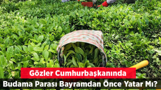 185 Bin Çay Üreticisinin Gözü Kulağı Budama Parası İçin Cumhurbaşkanı Erdoğan’da