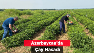 Azeri çayını incelediler