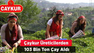 ÇAYKUR, Üreticilerden 103 Bin Ton Yaş Çay Aldı