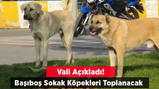 İstanbul Valisi Davut Gül talimatı verdi: Başıboş sokak köpekleri toplanacak