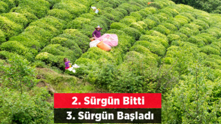 ÇAYKUR'da 2. Sürgün Yaş Çay Dönemi Sona Erdi, 3. Sürgün Başladı