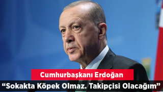 Cumhurbaşkanı Erdoğan başıboş köpek sorunuyla ilgili konuştu: Güvenli sokaklar için ne gerekiyorsa yapacağız