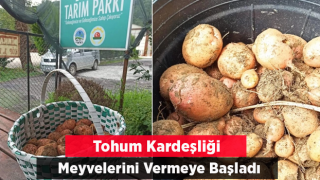 Tohum kardeşliği meyvelerini vermeye başladı