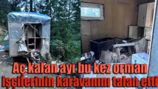 Aç kalan ayı bu kez orman işçilerinin karavanını talan etti