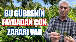 Kimyasal gübrenin çaya faydadan çok zararı var