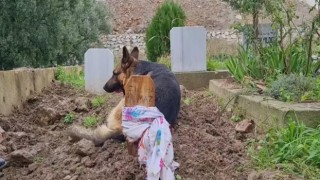 İznik'te duygulandıran olay! Kaybolduğu sanılan Alman kurdu, ölen sahibinin mezarı başında bulundu