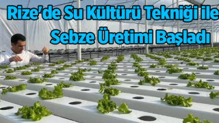 Rize'de Su Kültürü Tekniği ile Sebze Üretimi Başladı