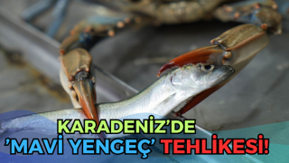 Karadeniz’de ’Mavi Yengeç’ Tehlikesi