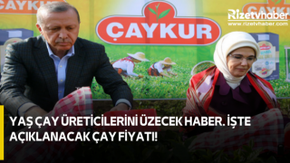 Yaş Çay Üreticilerini Üzecek Haber. İşte Açıklanacak Çay Fiyatı!