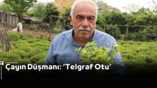 Çayın Düşmanı: ‘Telgraf Otu’