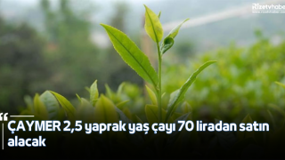 ÇAYMER 2,5 yaprak yaş çayı 70 liradan satın alacak