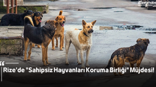 Rize'de "Sahipsiz Hayvanları Koruma Birliği" Müjdesi!