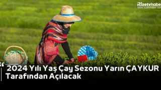 2024 Yılı Yaş Çay Sezonu Yarın ÇAYKUR Tarafından Açılacak