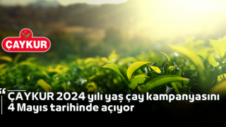 ÇAYKUR 2024 yılı yaş çay kampanyasını 4 Mayıs tarihinde açıyor