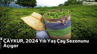 ÇAYKUR, 2024 Yılı Yaş Çay Sezonunu Açıyor
