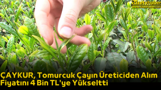 ÇAYKUR, Tomurcuk Çayın Üreticiden Alım Fiyatını 4 Bin TL'ye Yükseltti