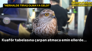 Kuaför tabelasına çarpan atmaca emin ellerde...