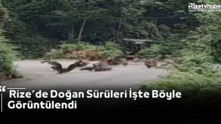 Rize’de Doğan Sürüleri İşte Böyle Görüntülendi