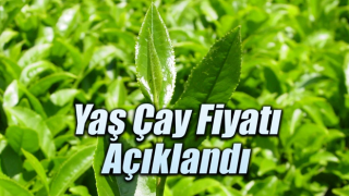 2025 Yılı Yaş Çay Fiyatı Açıklandı