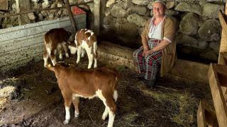 Artvin'de bir inek dördüz doğurdu, aile büyük sevinç yaşadı
