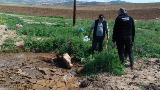Çamura batan ineği itfaiye kurtardı