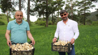 Erzurum’da Vatandaşlara "Zehirli Mantar" Uyarısı