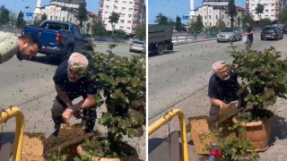 RİZE’DE ARILARIN ÇİÇEK SEFERİ