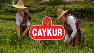 ÇAYKUR'dan Üreticilere Kontenjan Duyurusu!